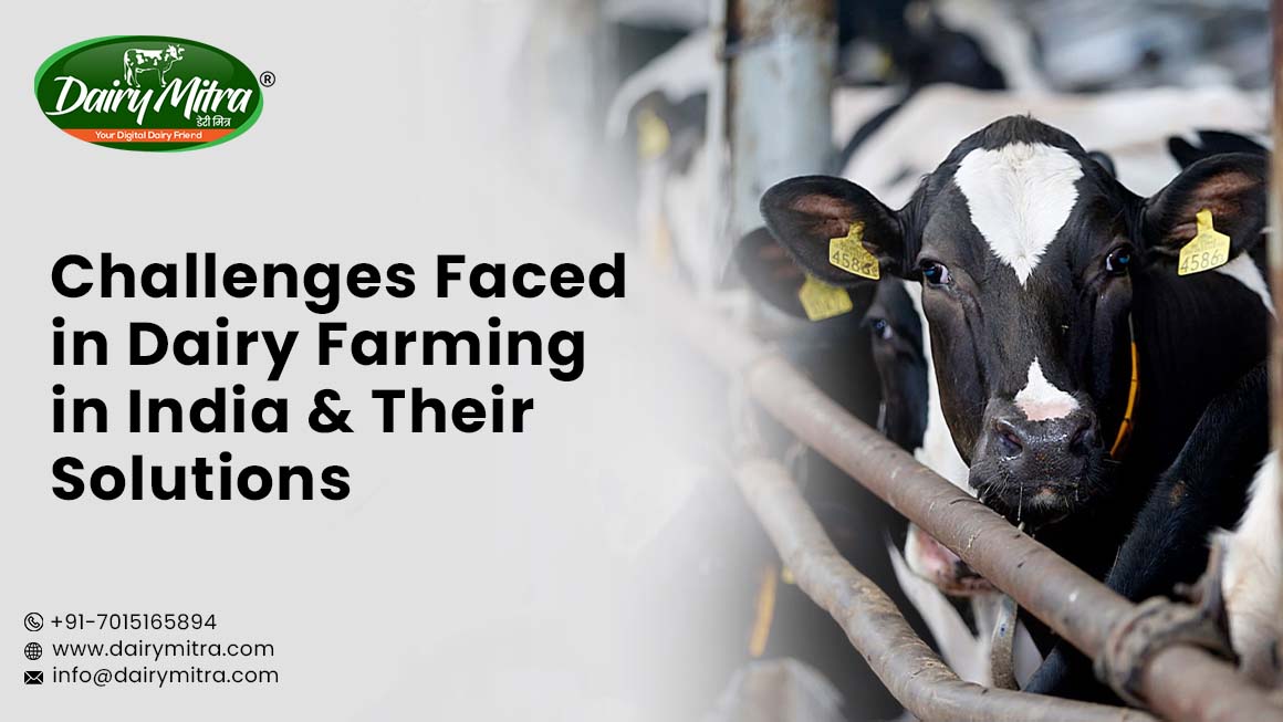 Dairy Farming in India